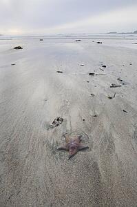 Starfish on beach