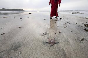 Woman walking by starfish on beach