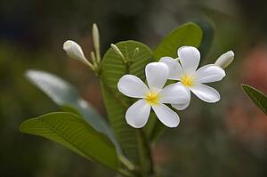White flowers