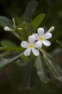 White flowers