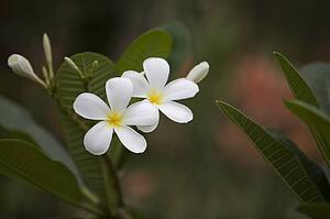 White flowers