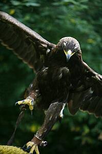 Golden eagle (Aquila chrysaetos)