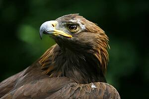 Golden eagle's face (Aquila Chrysaetos)