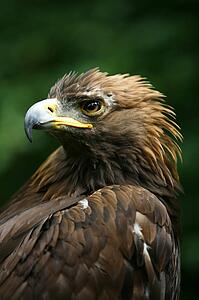 Golden eagle's face (Aquila Chrysaetos)