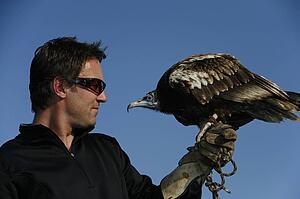 An Egyptian vulture (Neophron percnopterus) and a falconer