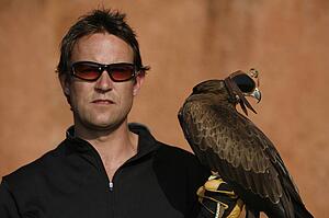 A Black Kite bird (Milvus migrans) and a falconer