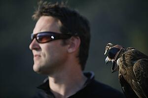 A Black Kite bird (Milvus migrans) and a falconer