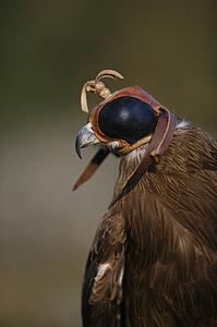 Black Kite bird (Milvus migrans)