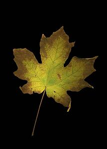 Maple Leaf