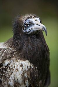 An Egyptian vulture (Neophron percnopterus)