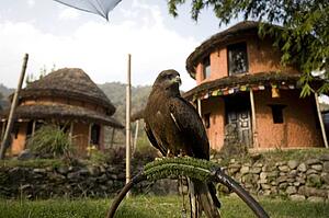 A black kite (Milvus migrans) used for falconry and parahawking in Pokhara, Nepal, Asia