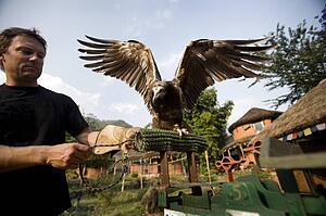 Man and Egyptian vulture (Neophron percnopterus), Pokhara, Nepal