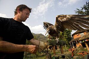 Man with Egyptian vulture(Neophron percnopterus), Pokhara, Nepal