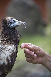 Egyptian vulture (Neophron percnopterus) with person's hand, Pokhara, Nepal