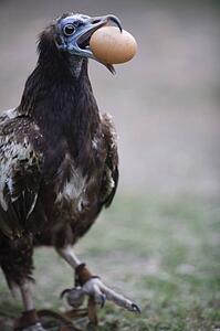Egyptian vulture with egg (Neophron percnopterus)
