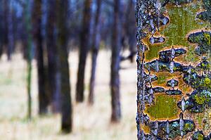 Tree trunk with bare trees in the distance