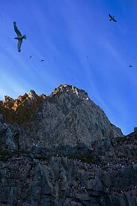 Thick-billed Murres (Uria lomvia) bird colony, Coburg Island, Nunavut, Canada