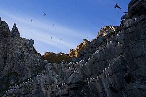 Thick-billed Murres (Uria lomvia) bird colony, Coburg Island, Nunavut, Canada