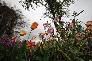 Spring flowers