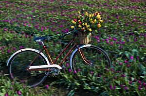 Bicycle in a tulip field