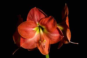 Blooming flower