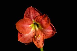 Blooming flower