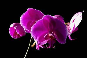 Purple flowers on black background