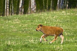 Bison calf in field