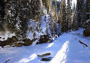 Snowy forest