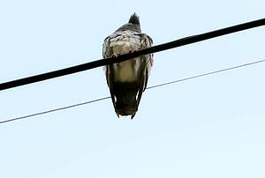 Pigeon sitting on power line