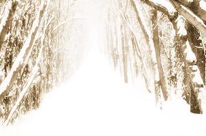 Snow-covered path in forest