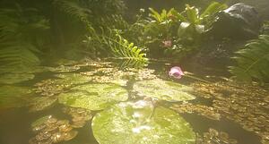 Sunlit pond with water lily