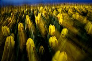 Yellow tulips