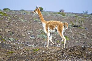 Vicuna, side view