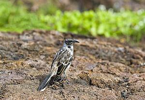 Galapagos Mockingbird on rock