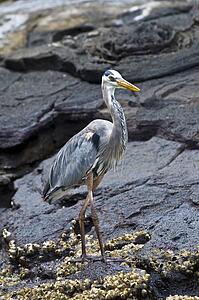 Great Blue Heron on rock