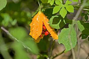 Lipstick plant
