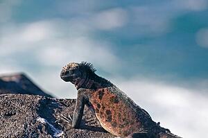 Iguana on rock