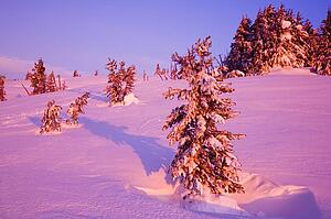 Trees in winter, Mount Hood, Oregon, USA