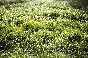 Morning dew on grass