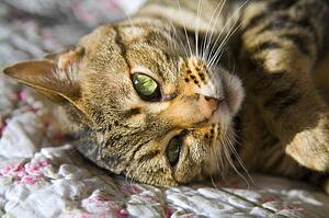Cat lying down