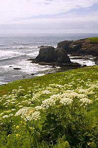 Wildflowers along coast, Yaquina Head, Oregon, USA