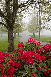 Rhododendron bush and trees