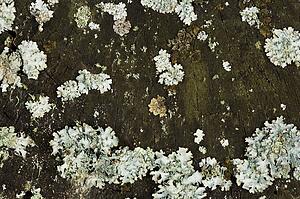 Lichen on a tree