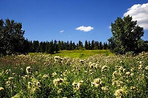 Meadow surrounded by forest