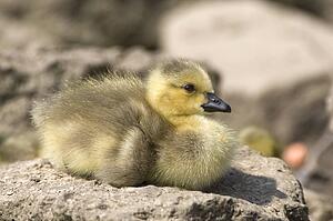 Duckling
