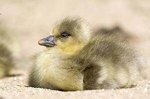 Duckling