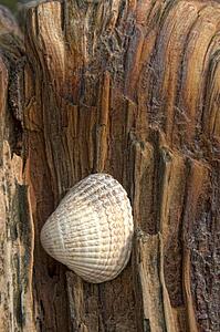Sea shell on driftwood