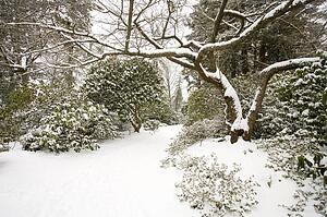 Winter snow, Portland Park, Oregon, USA 