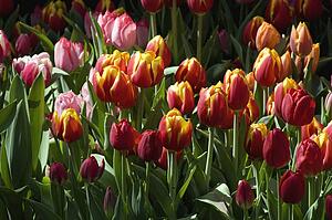 Tulips